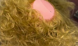 Hair Put On Doll Head