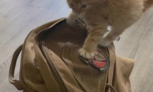 Orange Kitten Pounces While Perched On Backpack