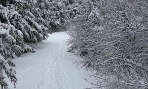 Desensitizing A Horse To Screams