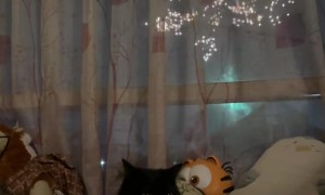 Cat Chills Wide-Eyed During New Year's Eve Fireworks