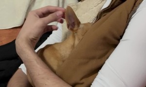 Chihuahua Hides When Scolded By Pet Mom