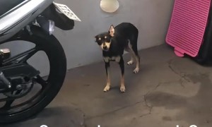 Nosy Dog Shoves Head Through Hole