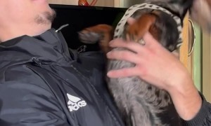 Dachshund Hits Owner In The Face With A Rawhide