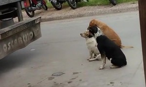 Hungry Dogs Stare At Hanging Pig Carcass