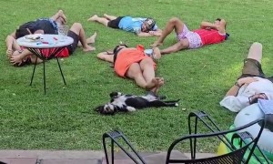 Dog Enjoys Siesta With Owners