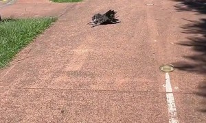 Who Knew Birds Took Cat Naps