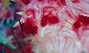 Candy Crab Hides In Coral