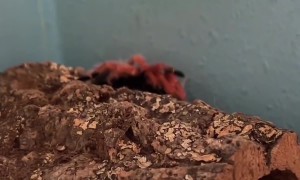 My Mom Thought There Were Two Tarantulas