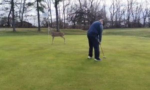Wild Deer Crashes Golf Game