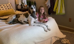 Great Dane Perplexed by Squeaky Toy