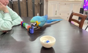 Parrot Plays Color Sorting Game