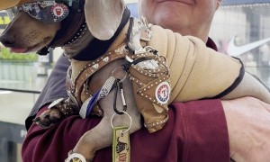Dachshund Dressed Up as a Texas Cowboy