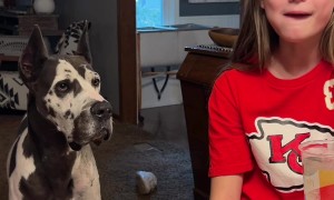 Great Dane Wants French Fries