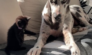 Great Dane Fosters Orphaned Black Kitten