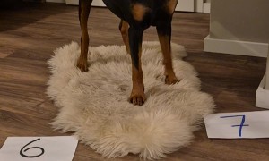 German Pinscher Does Math