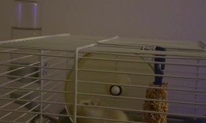 Hamster Fails At Top Speed