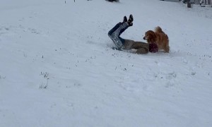 Man Sleds Into Snow Face First