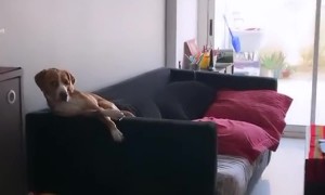 Dog Sits Like He Pays Bills