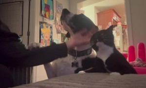 Cat and Dog Compete for Love