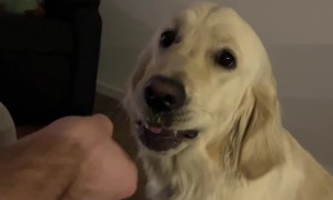 Dog Covertly Spits Out Cucumber