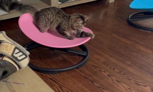 Cat Spins On Sensory Swivel Chair