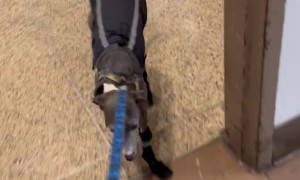 Italian Greyhound Does a Walking Handstand
