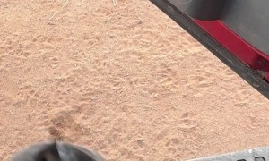 Puppy's First Time Jumping Into Truck