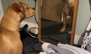 Dog Confronts His Reflection in the Mirror