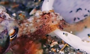 Octopus Hides Inside Seashell