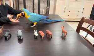 Clever Parrot Knows Animal Names