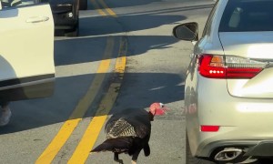 Turkey Chases Reflections In Traffic