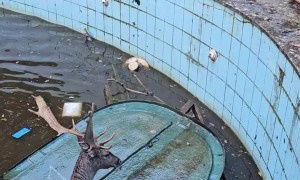 Drowning Deer Rescued From Abandoned Swimming Pool