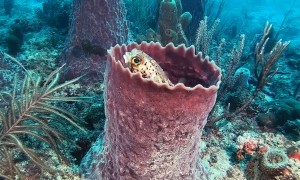 Pufferfish Turns Barrel Sponge Into Castle
