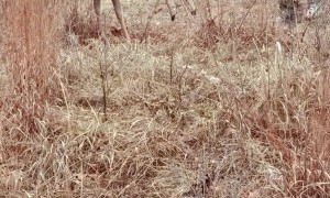 Rescued Deer Nearly Gets Stuck Again