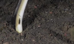 Highfin Snake Eel Burrows into Seabed