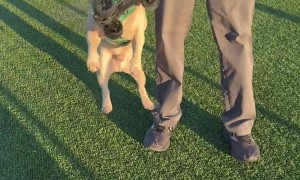 Rex Shows RC Car Who's Boss