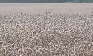 Two Buck Deer Prancing Through a Wheat Field