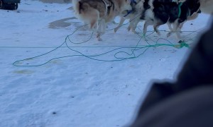 Sled Dog Forgets to Run