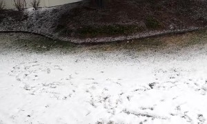 Boston Terrier Spins Zoomies Through Snow