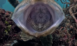 Giant FrogFish Yawns