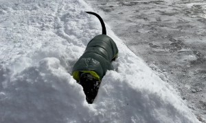 Pittie Plays in Fresh Fluffy Snow