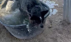 Bucket Ice Breaks Under Blue Heeler Weight