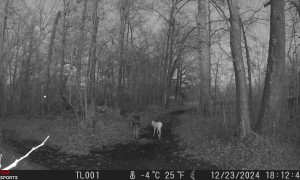 Super Rare White Deer Caught On Trail Camera