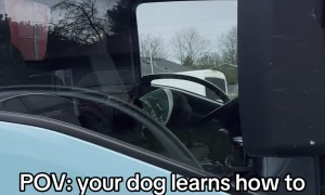French Bulldog Honks Horn To Get Owner's Attention