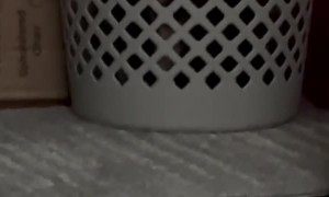 Cat Peers Through Laundry Basket