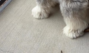 Neighbors Throw Treat Up To Mini Schnauzer