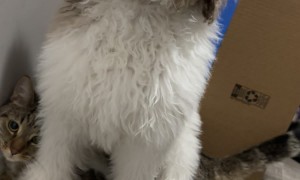 Doodle Makes Cat Into His Chair