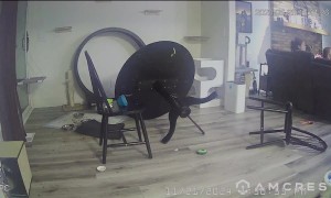 Overweight Cats Tip Table