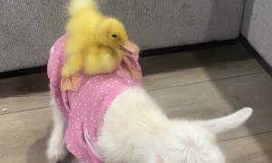 Duckling Rides Goat