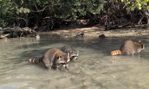 Feeding Raccoon Lagoon